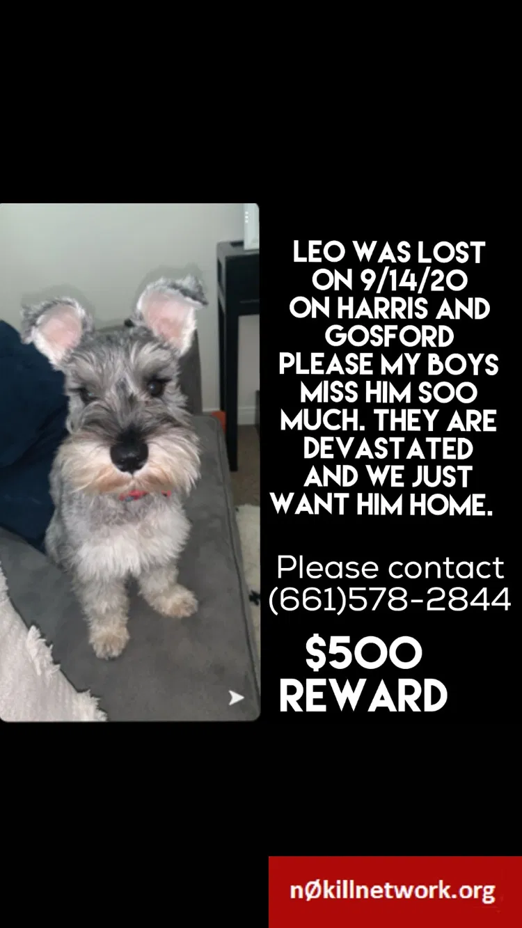 Lost dog in Bakersfield, CA, 93311