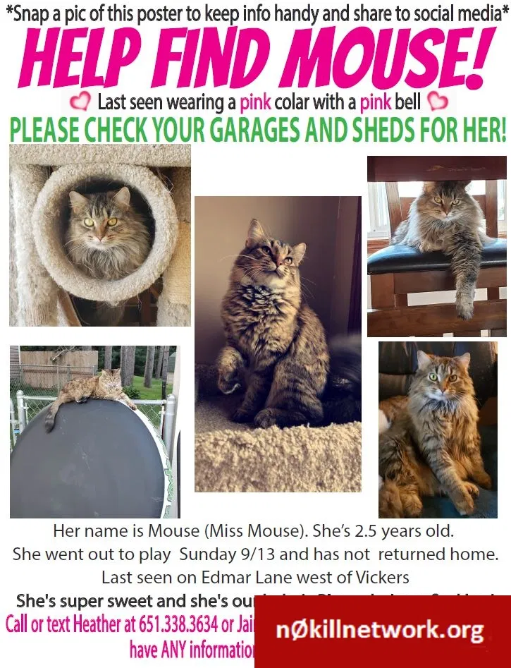 Lost cat in Wyoming, MN, 55092