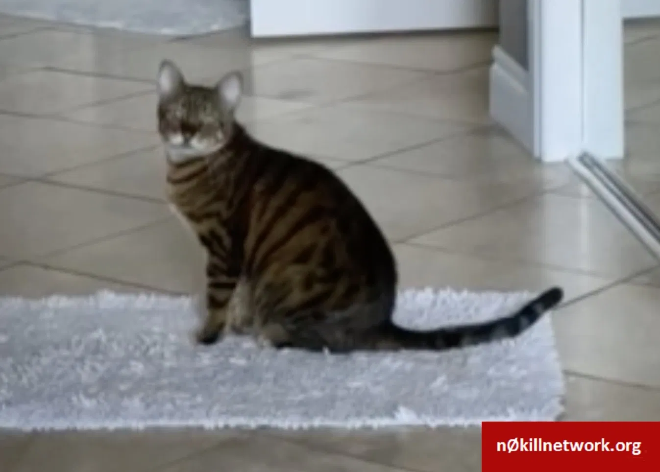 Lost cat in Columbia, SC, 29223