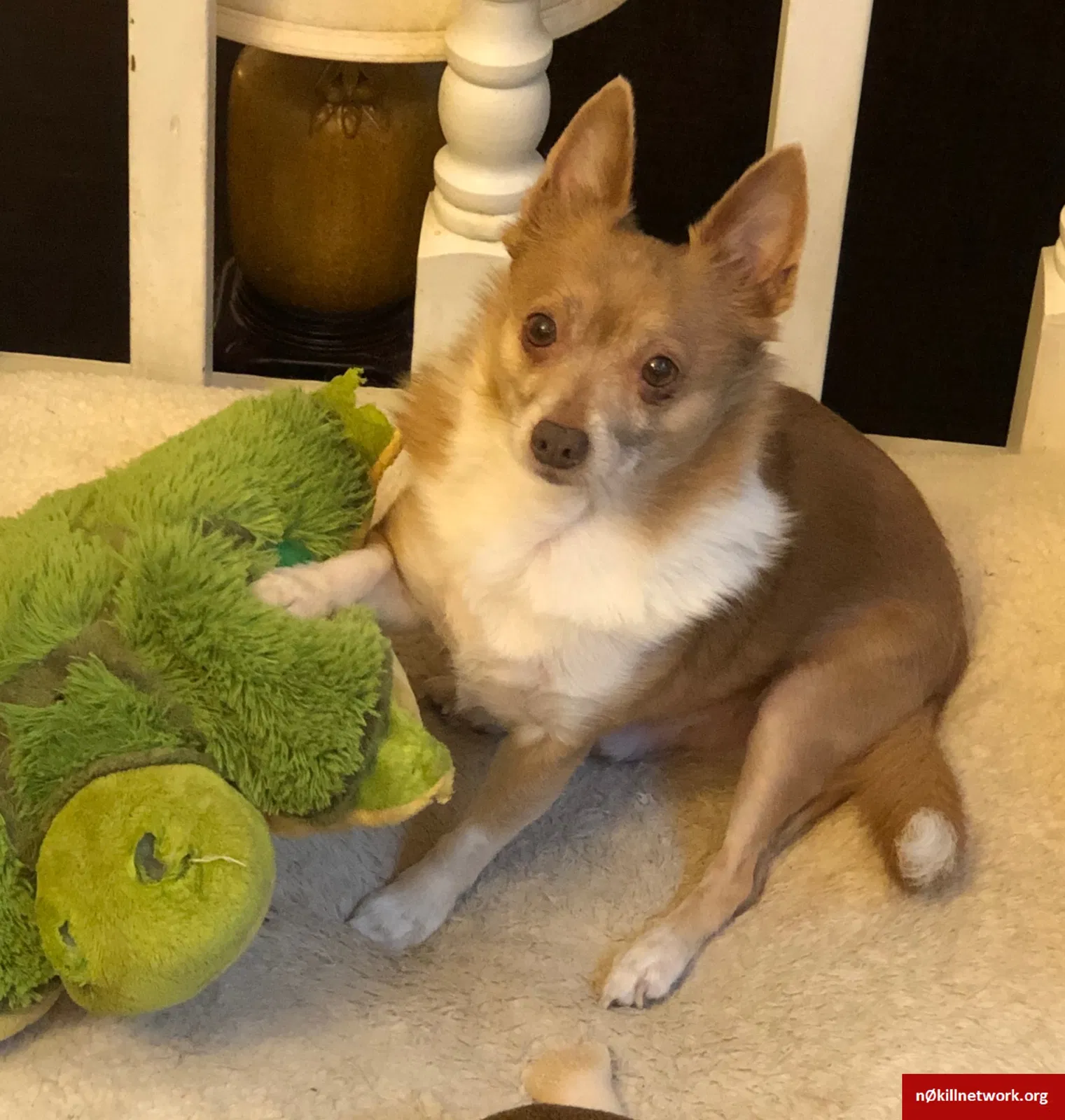 Lost dog in Columbus, OH, 43221