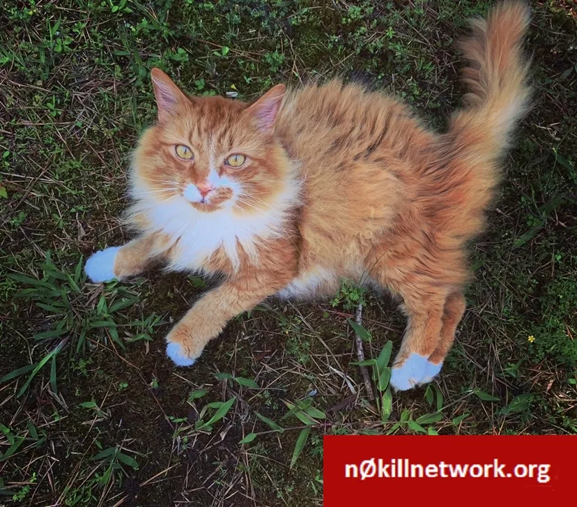 Lost cat in Chesapeake, VA, 23323