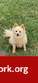 Lost dog in Mount Holly, NC, 28120