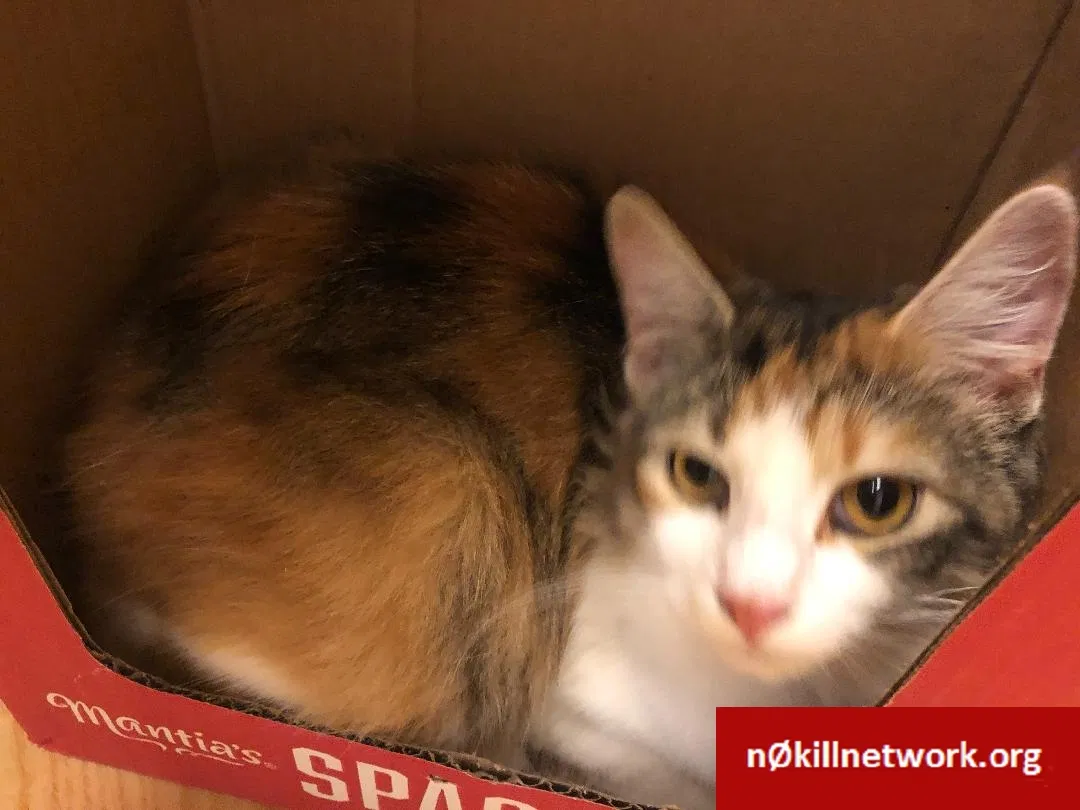 Lost cat in Lady Lake, FL, 32159