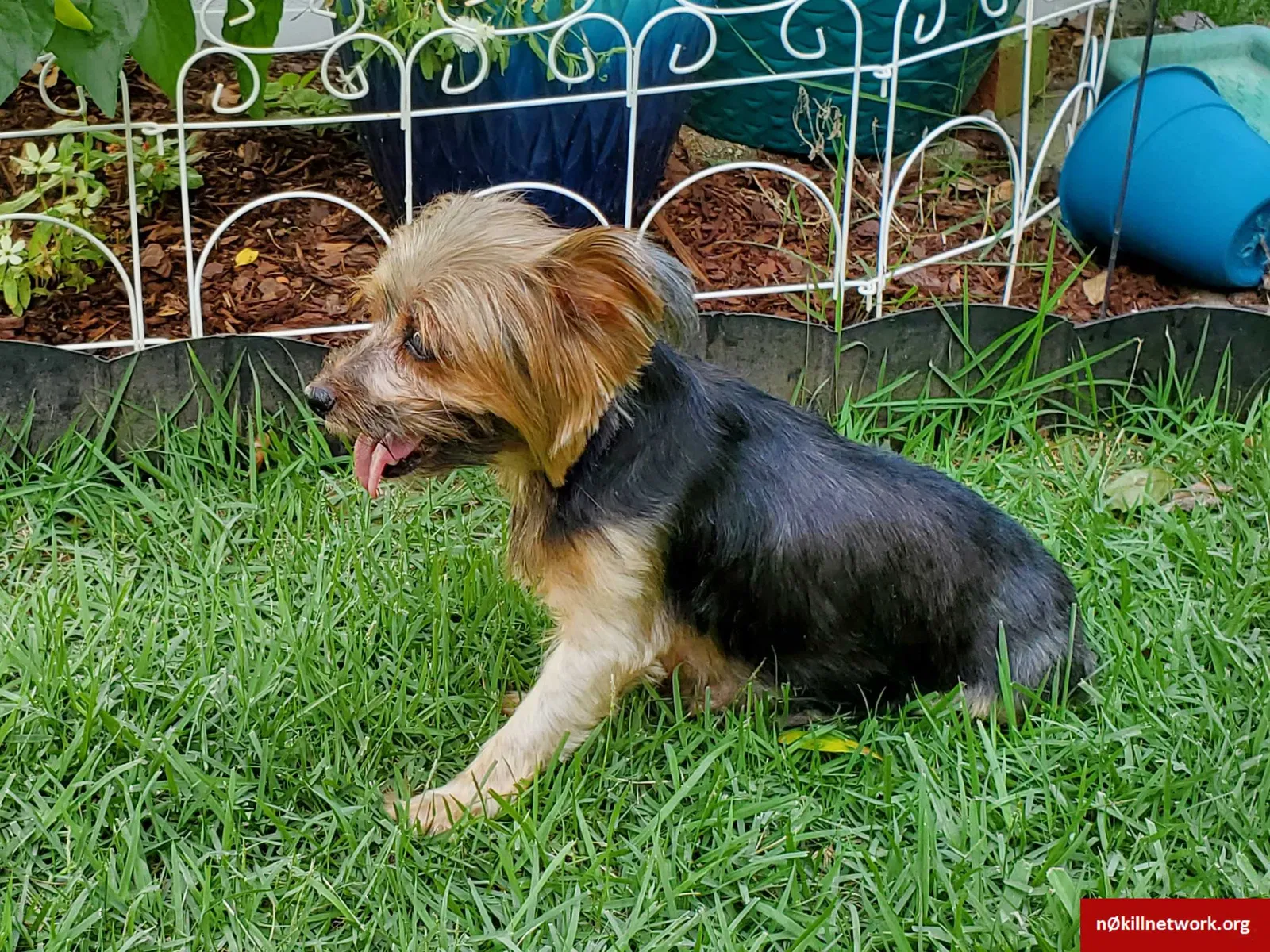 Lost dog in Pensacola, FL, 32504