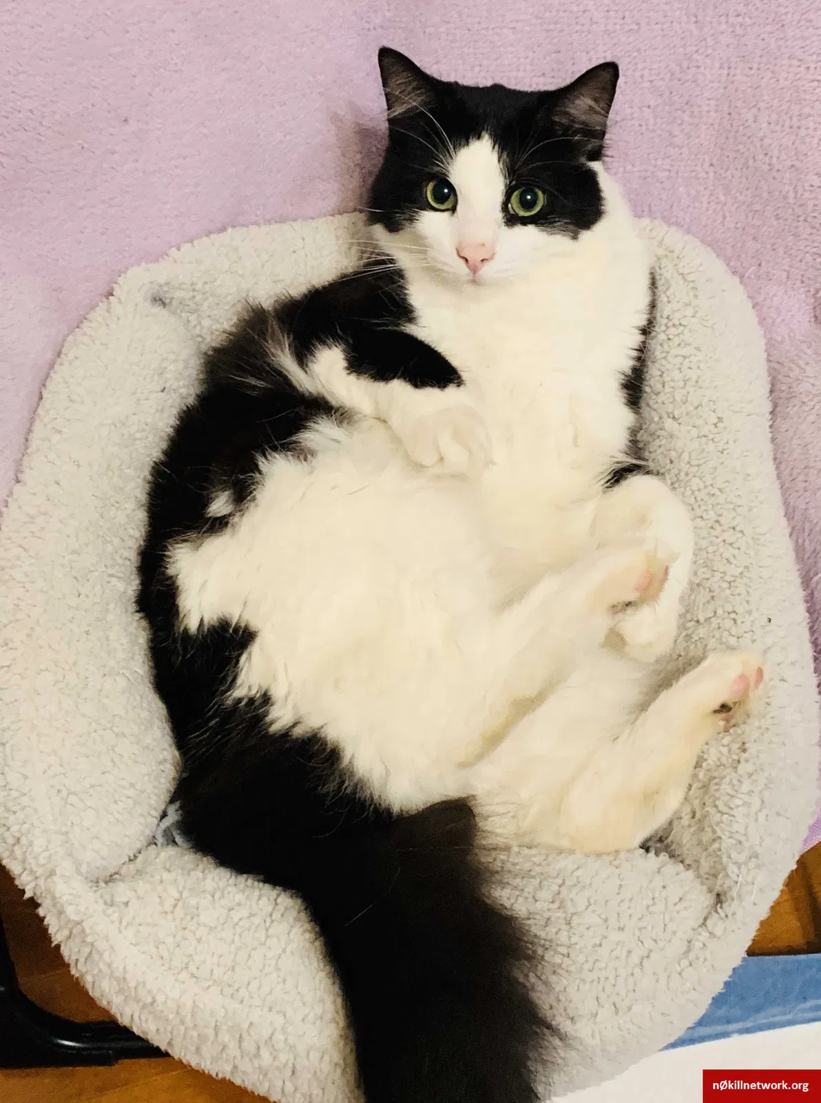 Lost cat in Knoxville, TN, 37921
