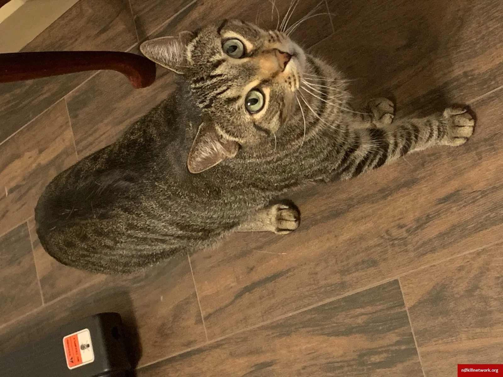 Lost cat in Monterey Park, CA, 91754