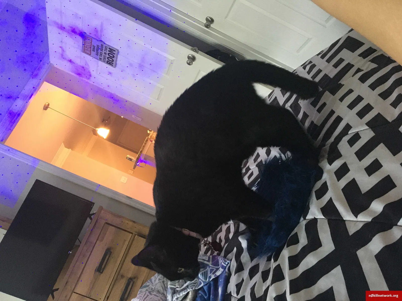Lost cat in Lawrenceville, GA, 30044