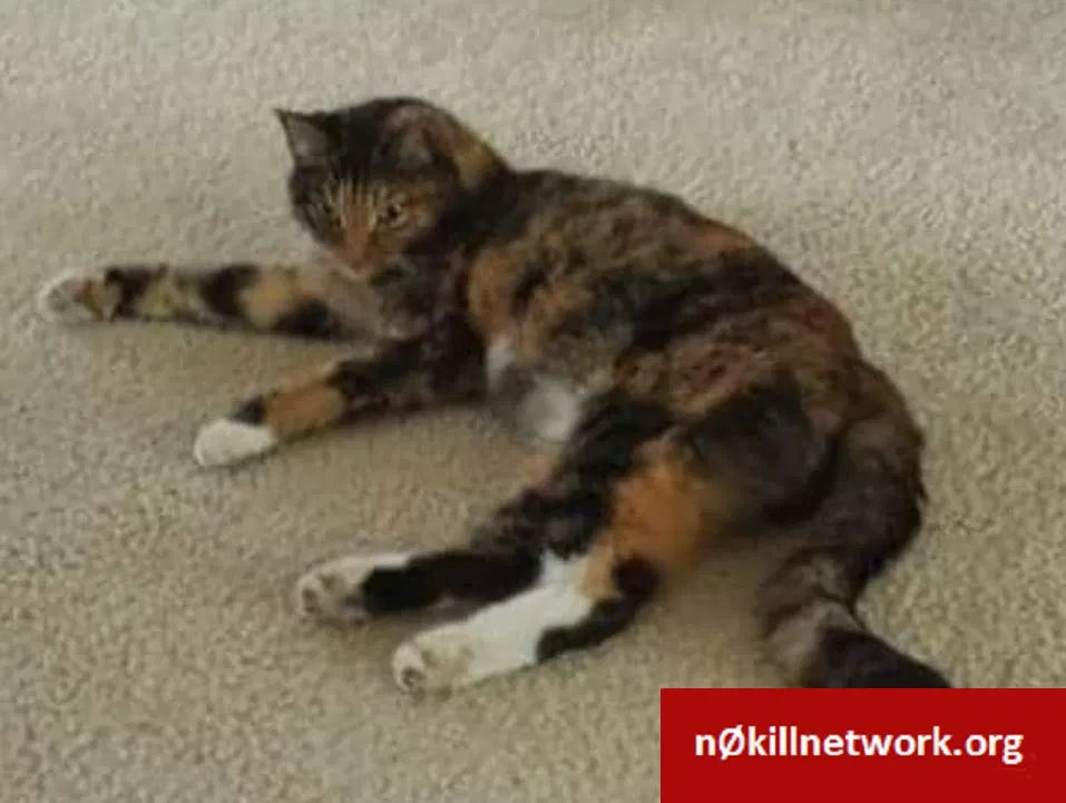 Lost cat in Cape Coral, FL, 33909