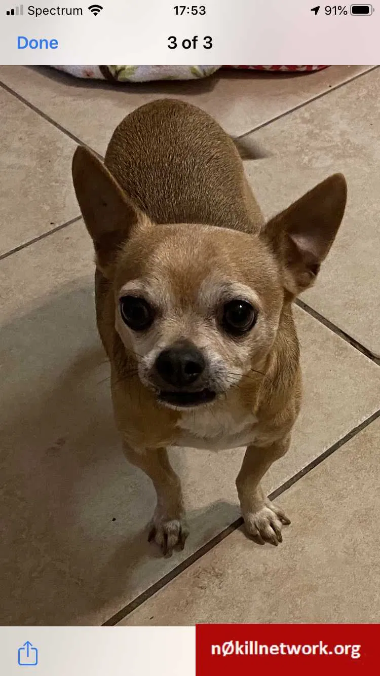 Lost dog in Killeen, TX, 76541