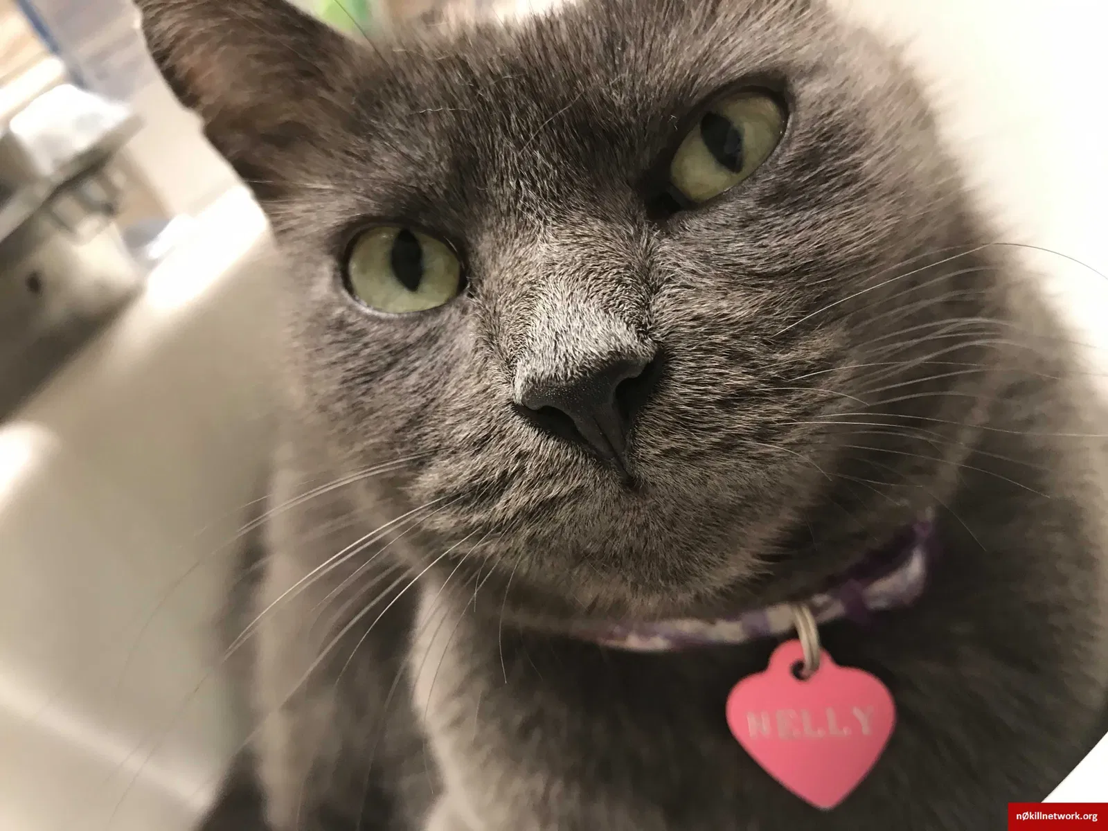 Lost cat in Santa Rosa, CA, 95404