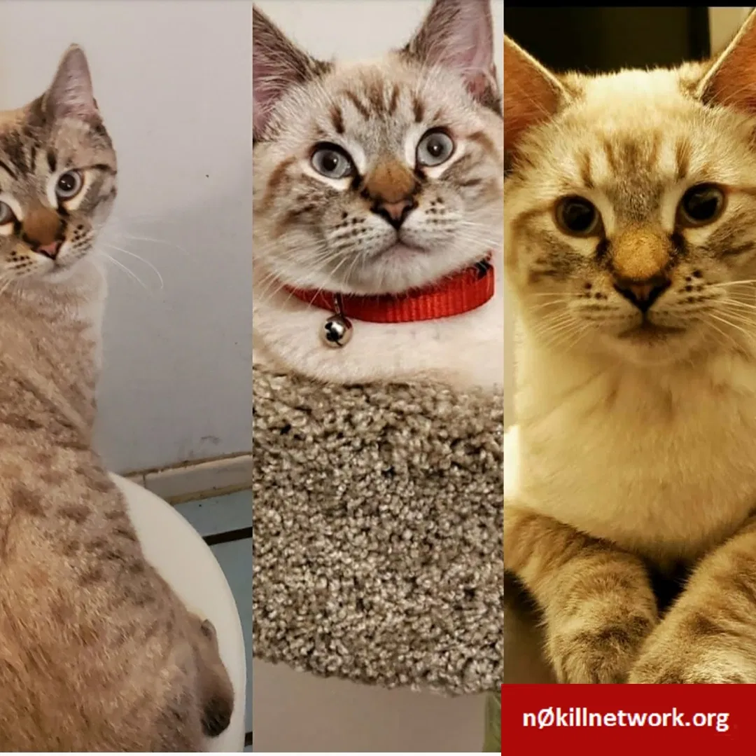 Lost cat in Malibu, CA, 90265