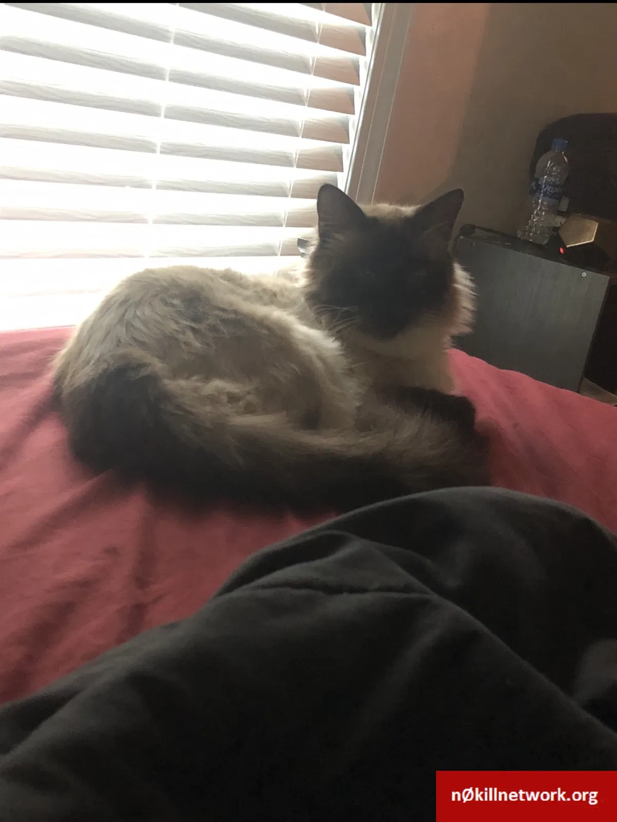 Lost cat in Chesapeake, VA, 23321