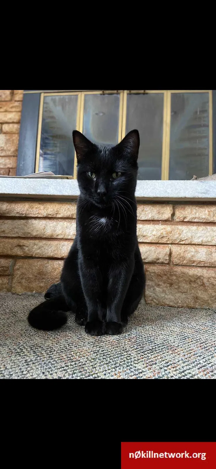 Lost cat in Pinckney, MI, 48169