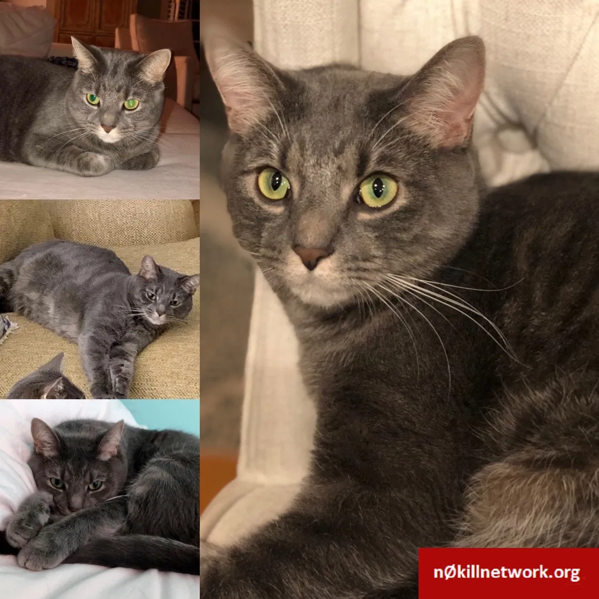 Lost cat in Henrico, VA, 23233