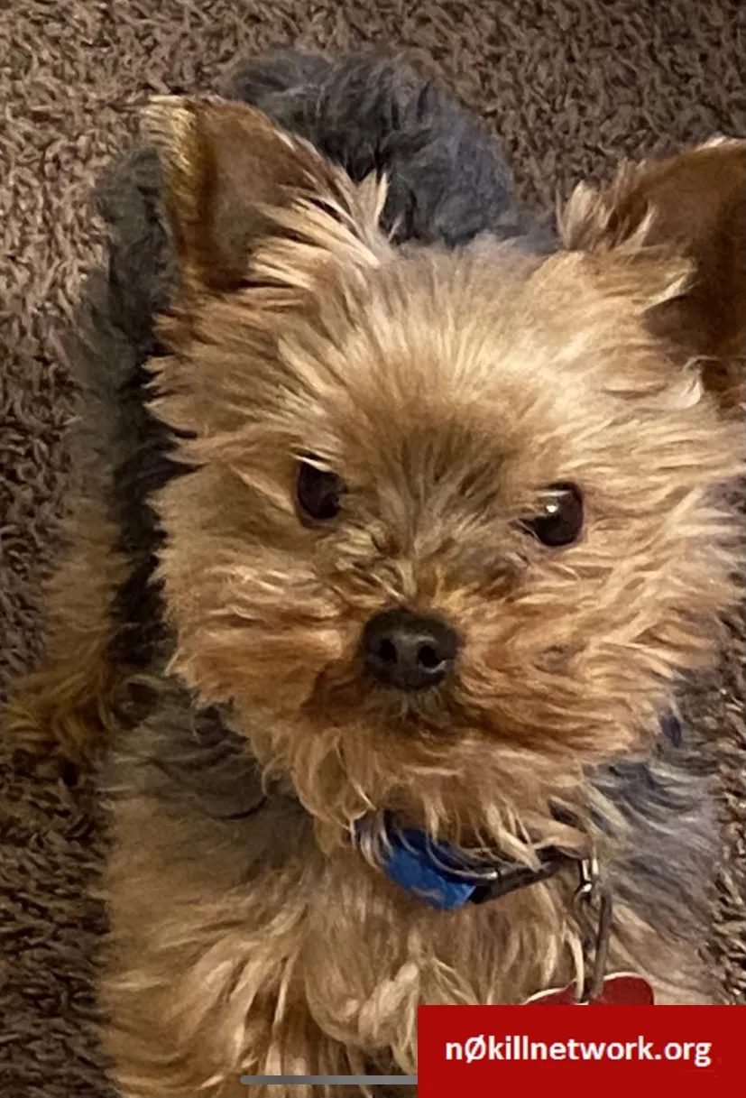 Lost dog in Clearfield, UT, 84015