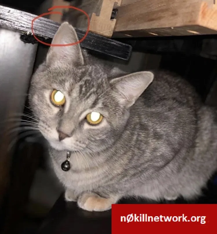Lost cat in Hamel, MN, 55340
