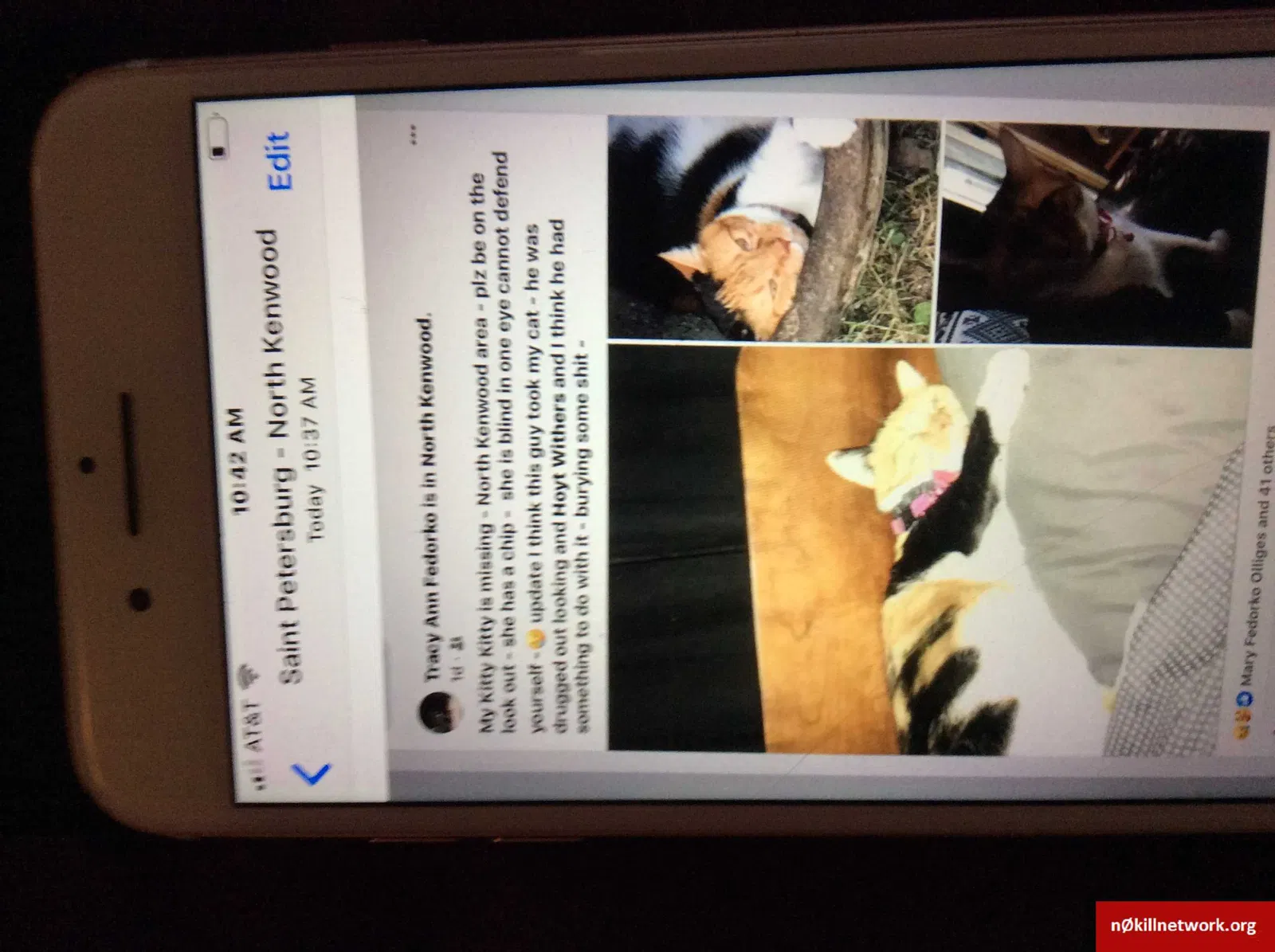 Lost cat in Saint Petersburg, FL, 33713