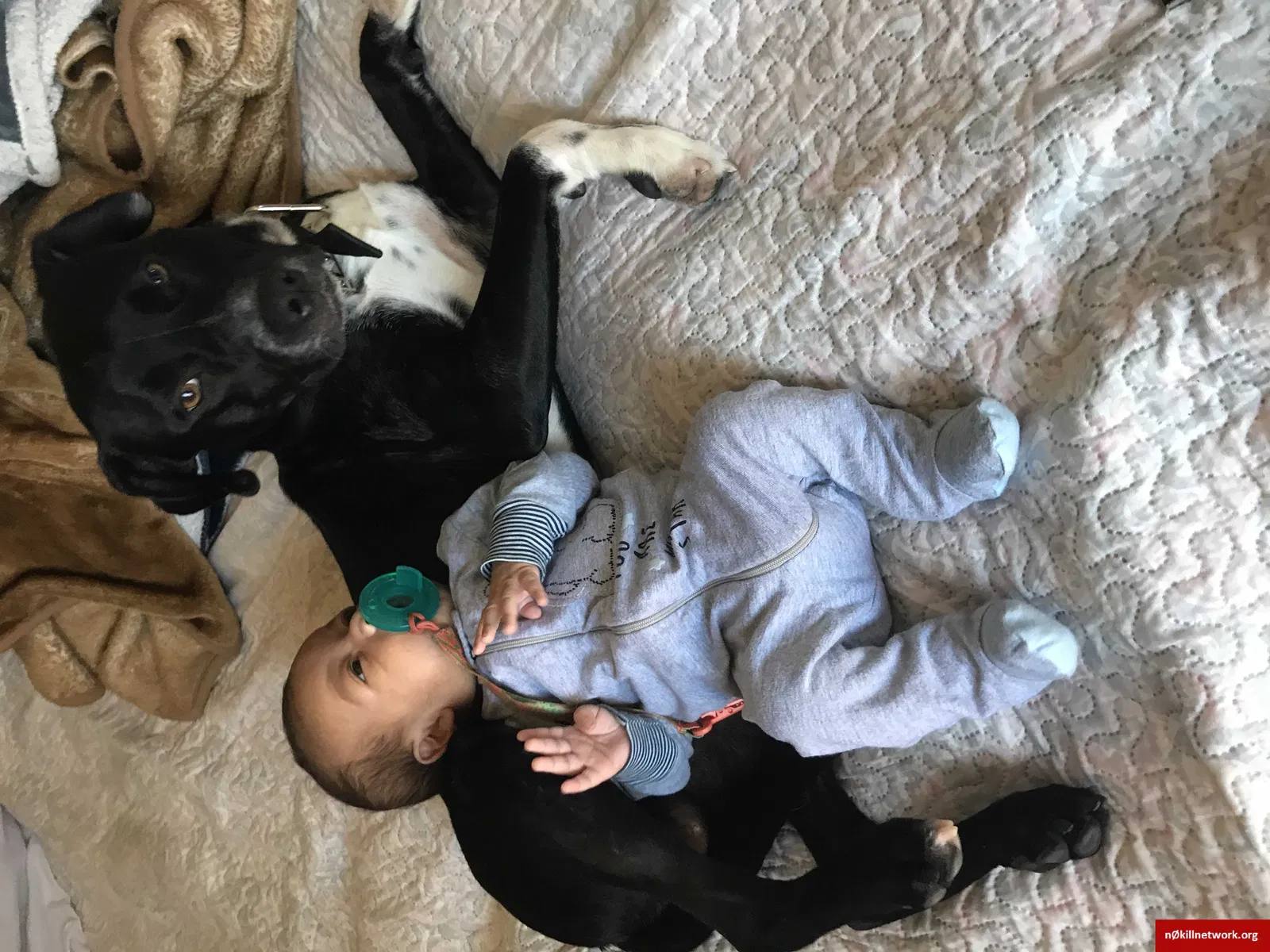 Lost dog in San Diego, CA, 92113