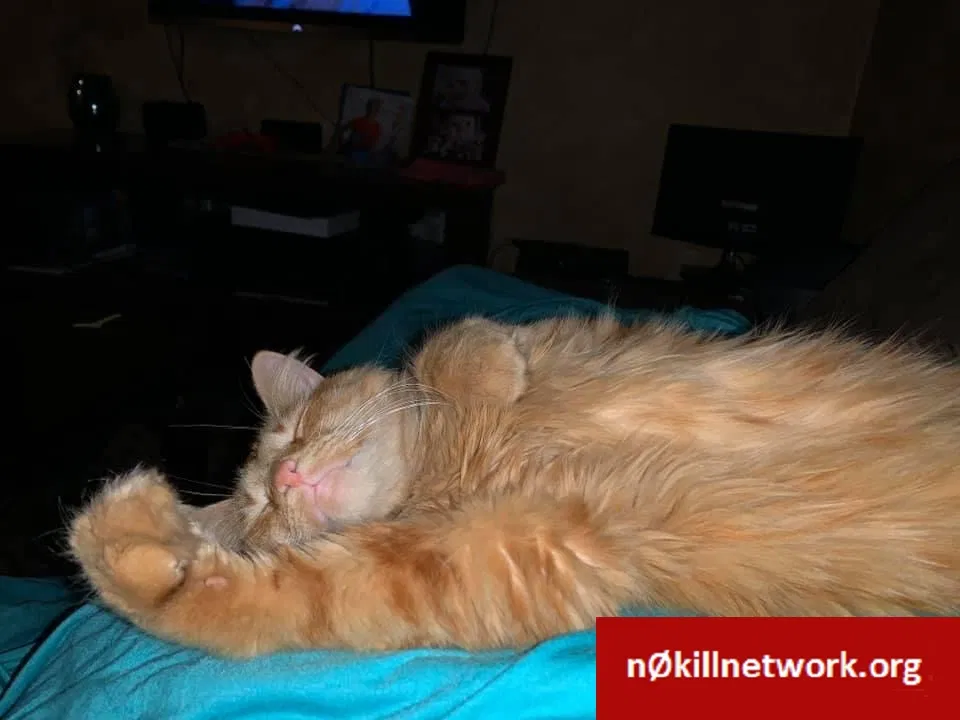 Lost cat in Lincoln Park, MI, 48146