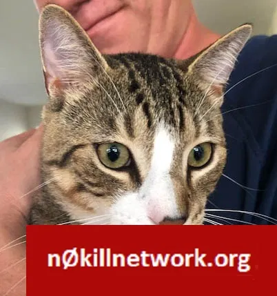 Lost cat in Fort Pierce, FL, 34949