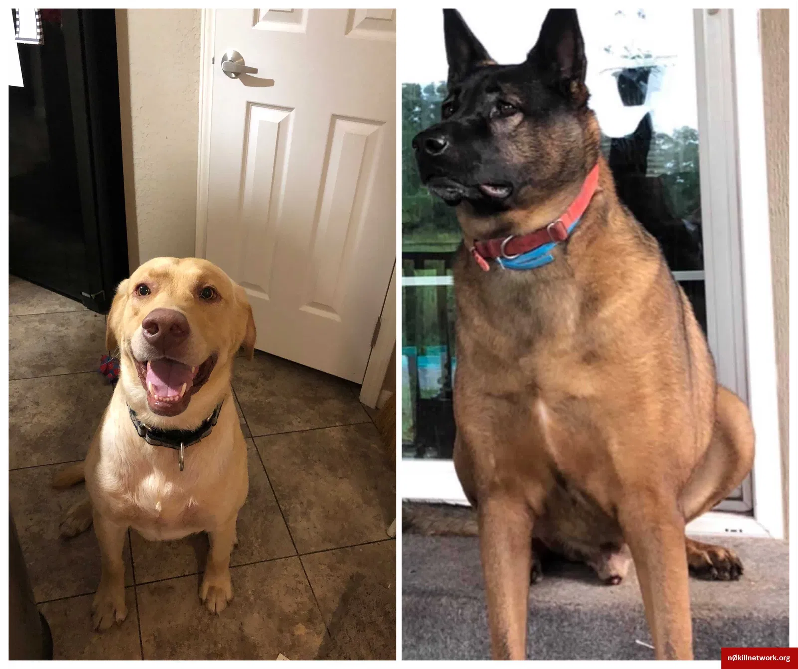 Lost dog in Murchison, TX, 75778