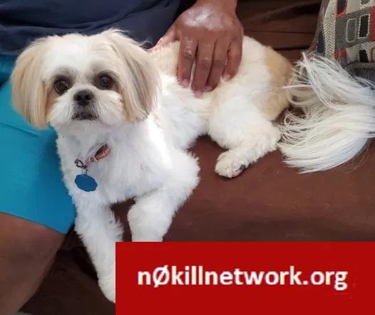 Lost dog in Deerfield Beach, FL, 33441