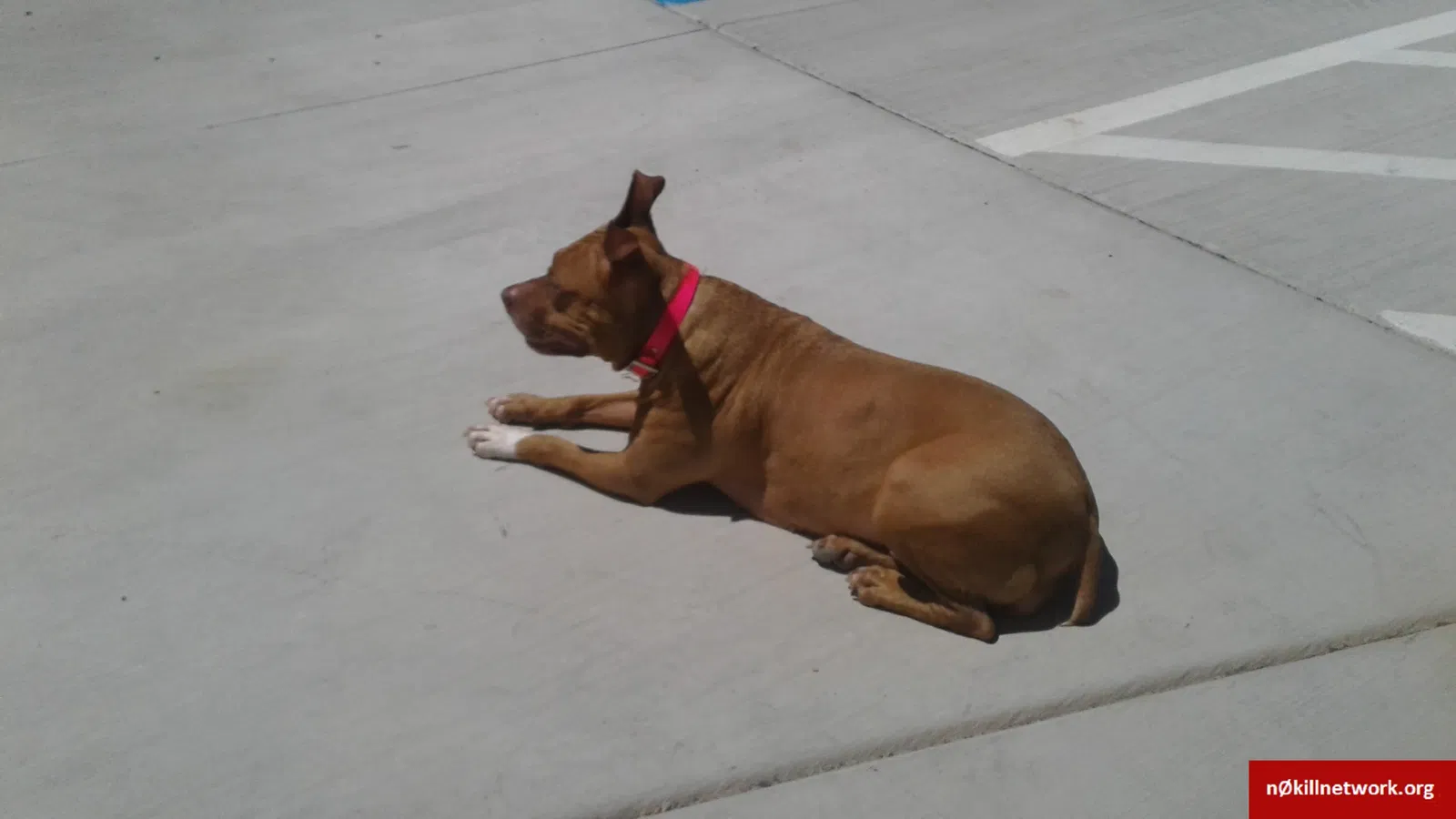 Lost dog in Madisonville, KY, 42431