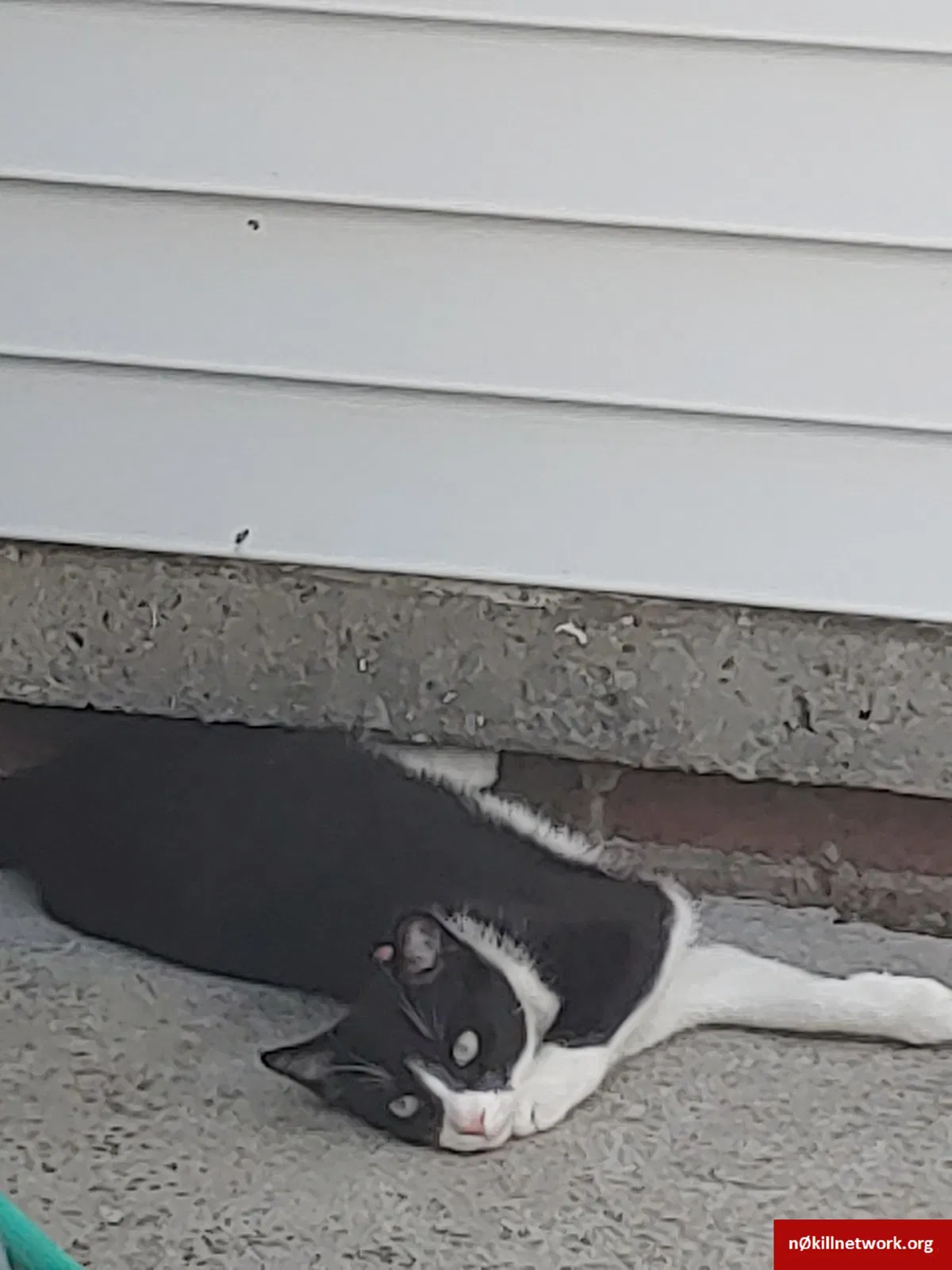 Lost cat in Oregon, OH, 43616