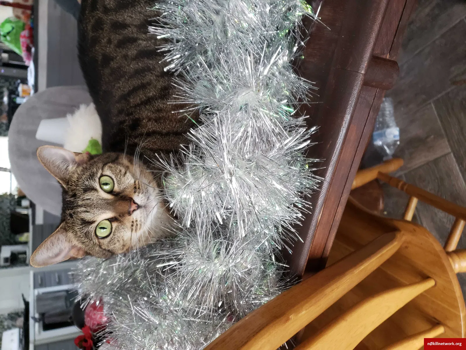 Lost cat in Chattanooga, TN, 37421