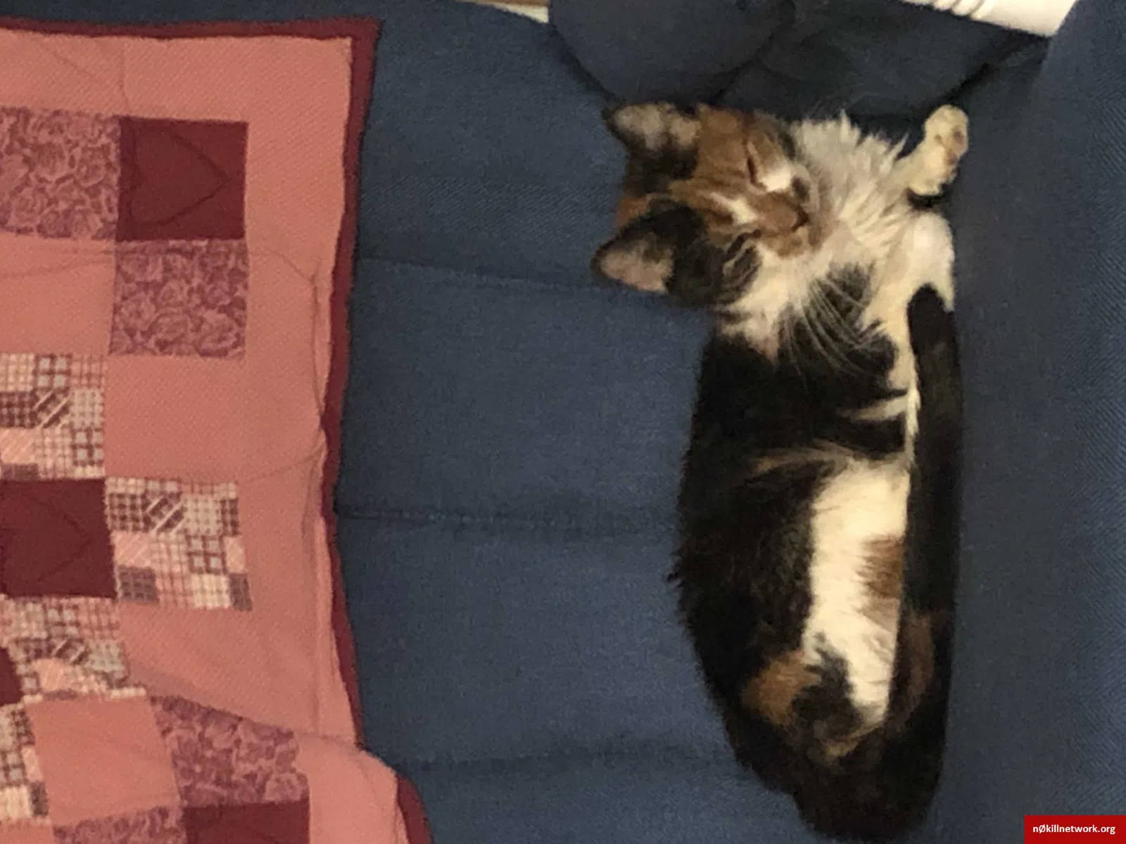 Lost cat in Presque Isle, ME, 4769