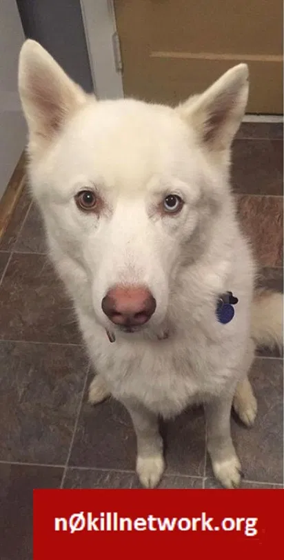 Lost dog in Indianapolis, IN, 46201