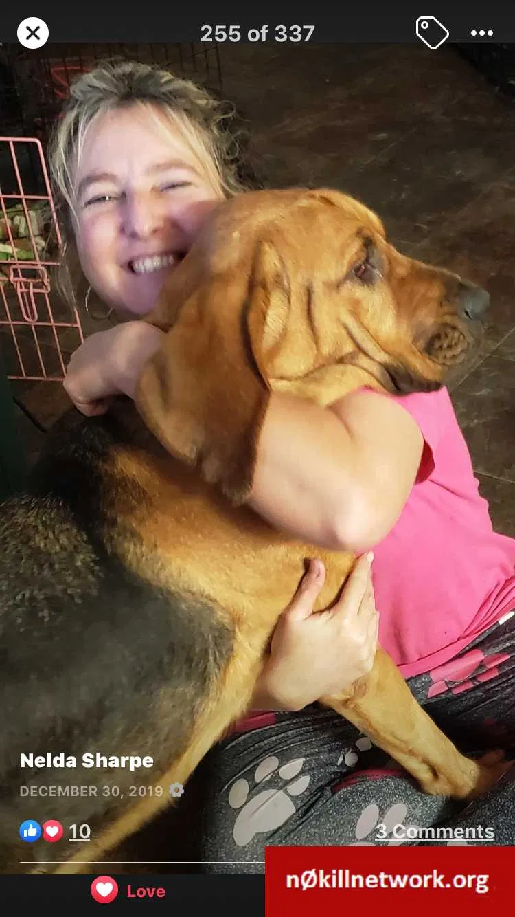 Lost dog in Brunswick, GA, 31523