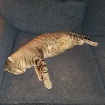 Lost cat in College Station, TX, 77840