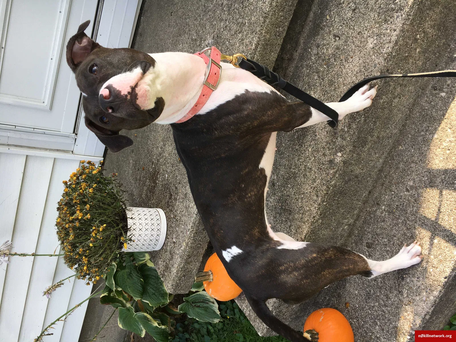 Lost dog in Wabash, IN, 46992