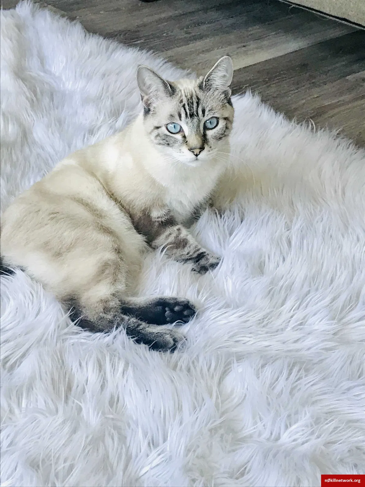 Lost cat in Blaine, WA, 98230