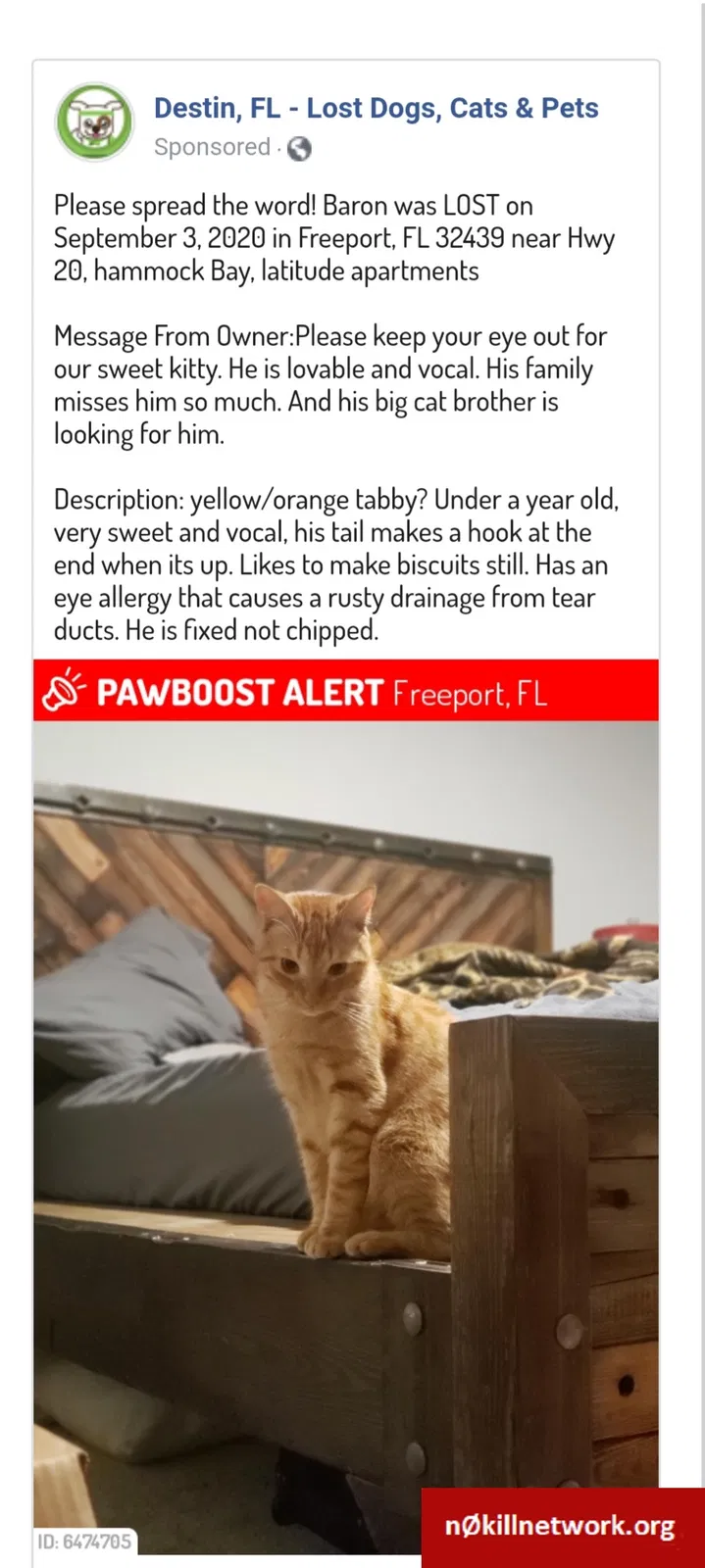 Lost cat in Freeport, FL, 32439