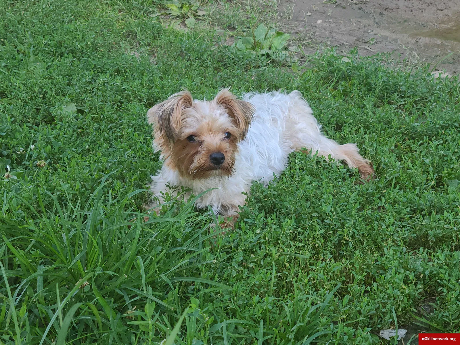 Lost dog in Indianapolis, IN, 46237