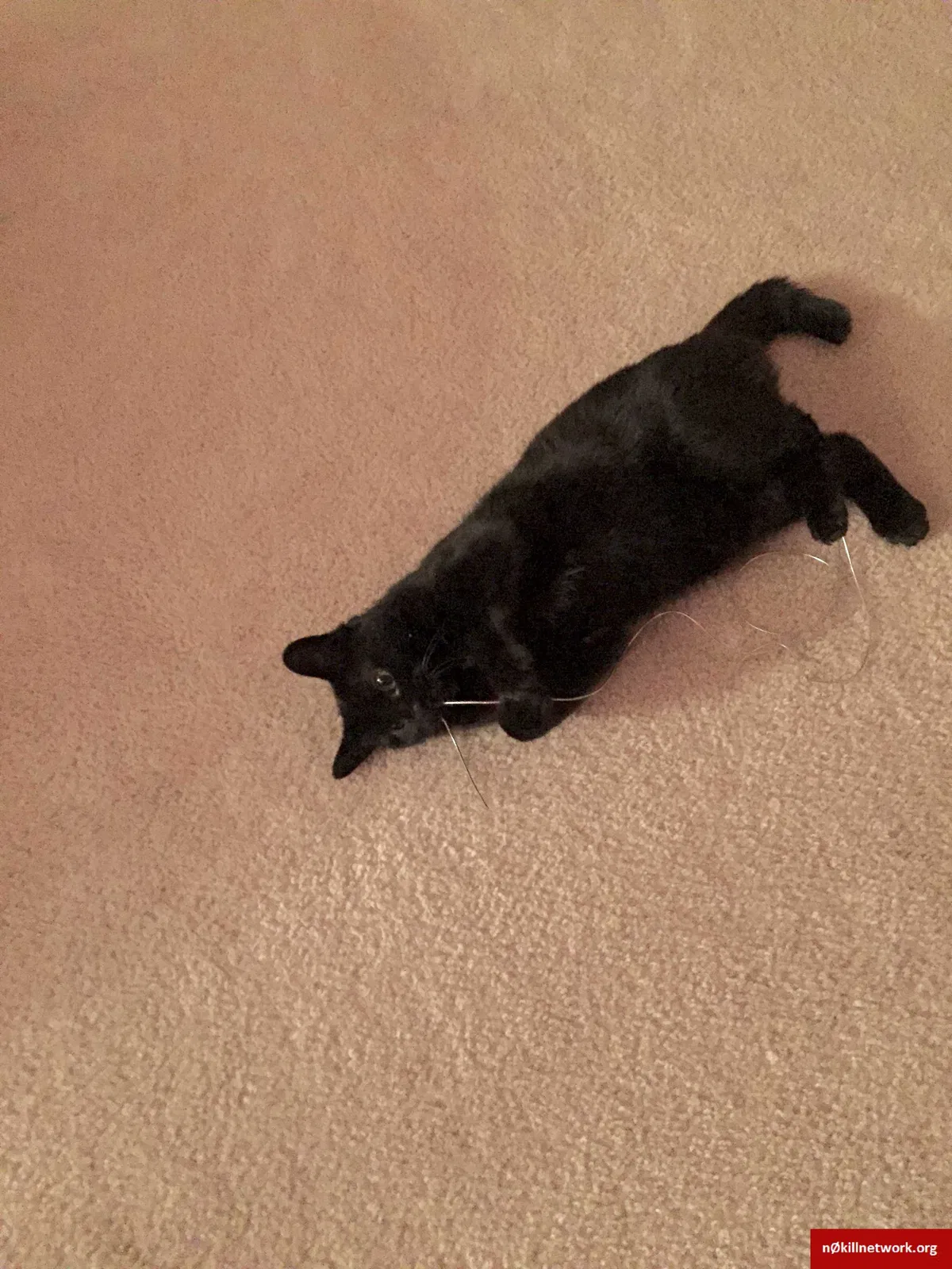 Lost cat in Marysville, OH, 43040