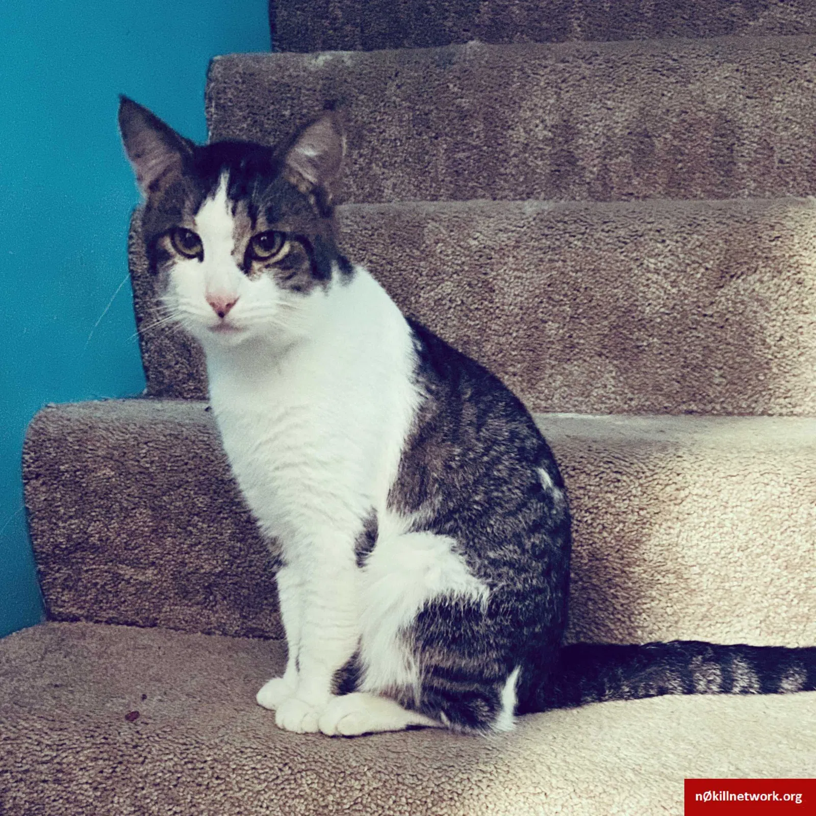 Lost cat in Edinburgh, IN, 46124