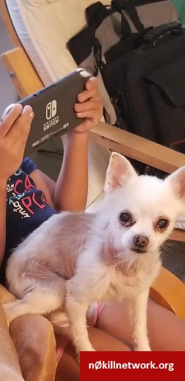 Lost dog in Kissimmee, FL, 34758