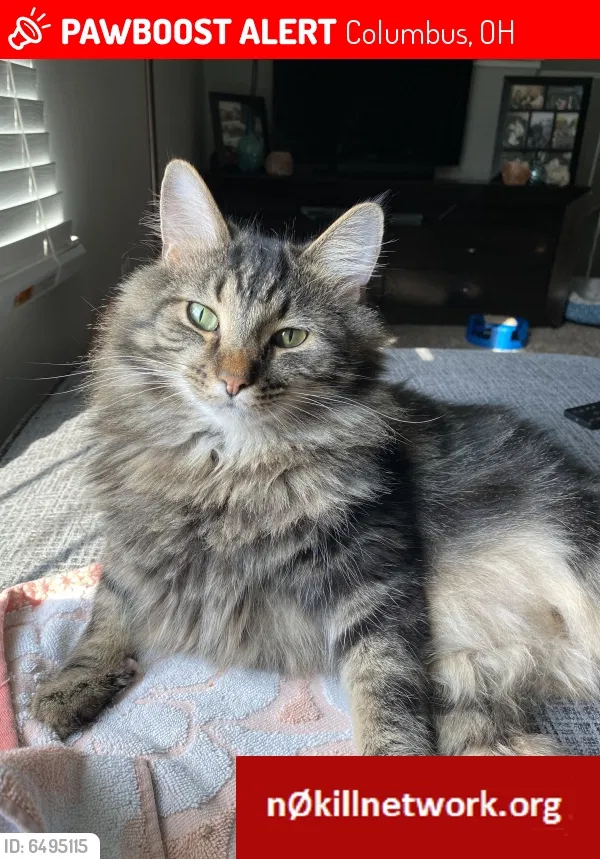 Lost cat in Columbus, OH, 43219