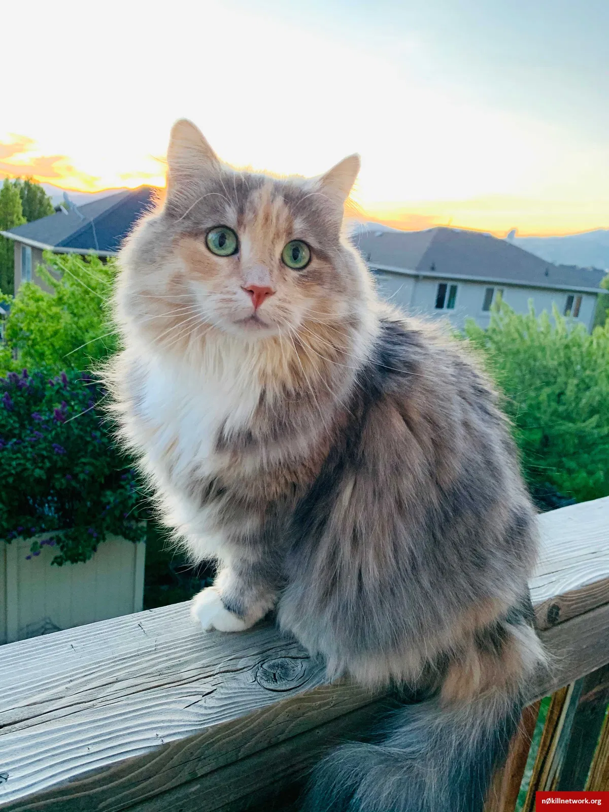 Lost cat in Pleasant Grove, UT, 84062