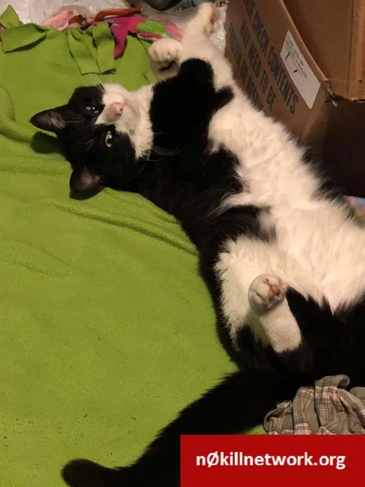 Lost cat in Elkhart, IN, 46517