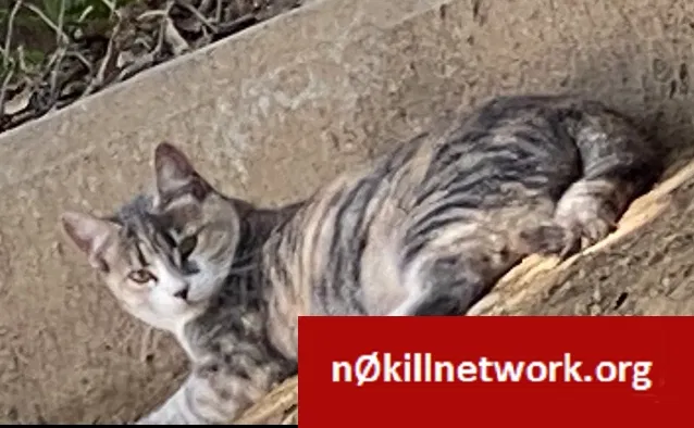 Lost cat in Moreno Valley, CA, 92557