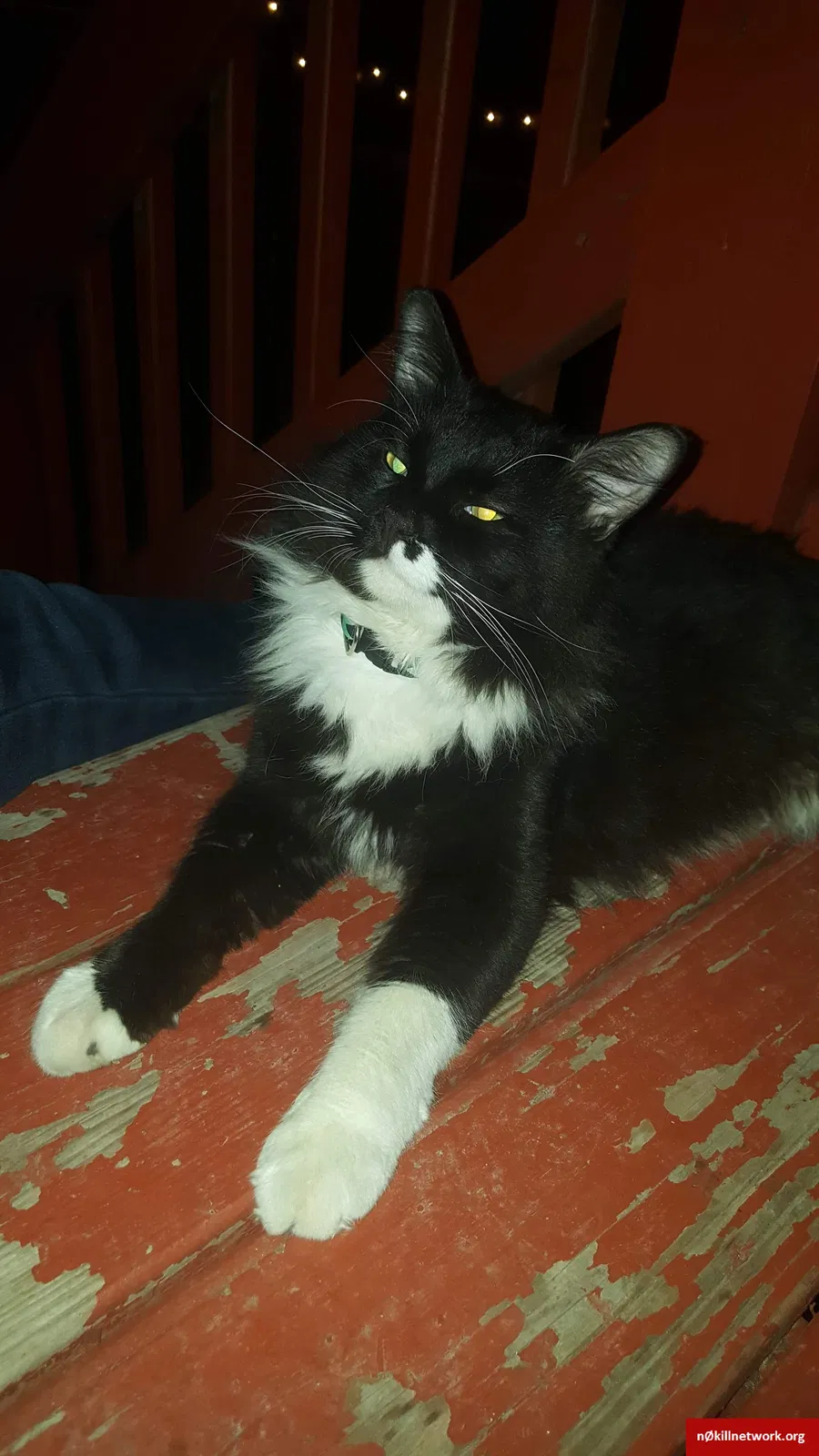 Lost cat in Chicago, IL, 60651