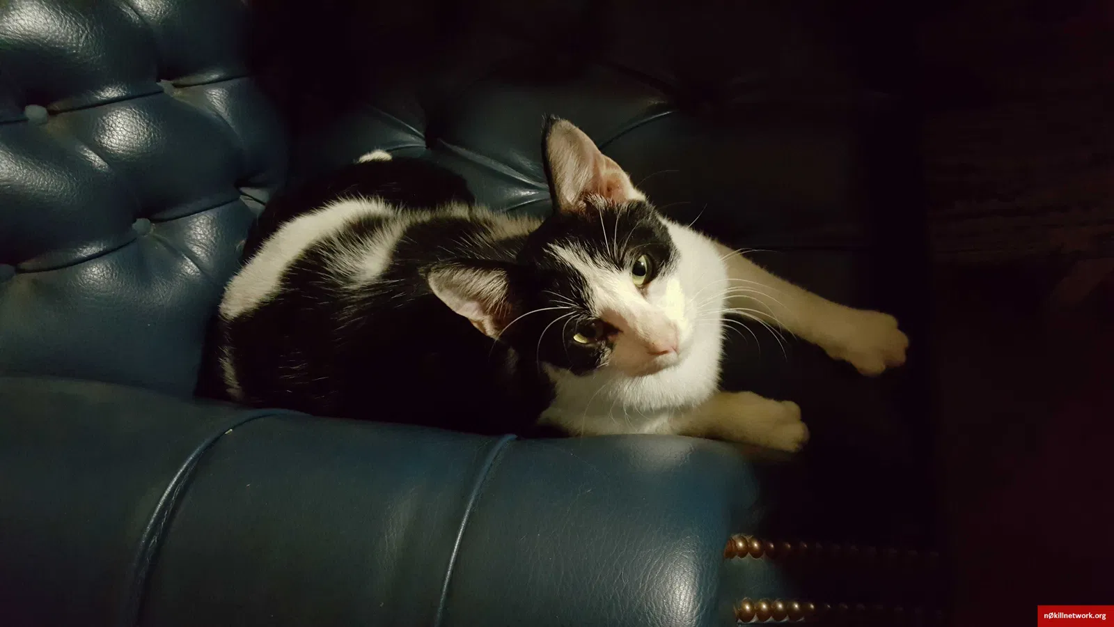 Found cat in Ore City, TX, 75683