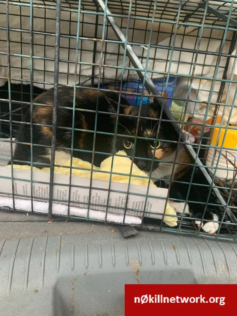 Found cat in West Columbia, SC, 29169