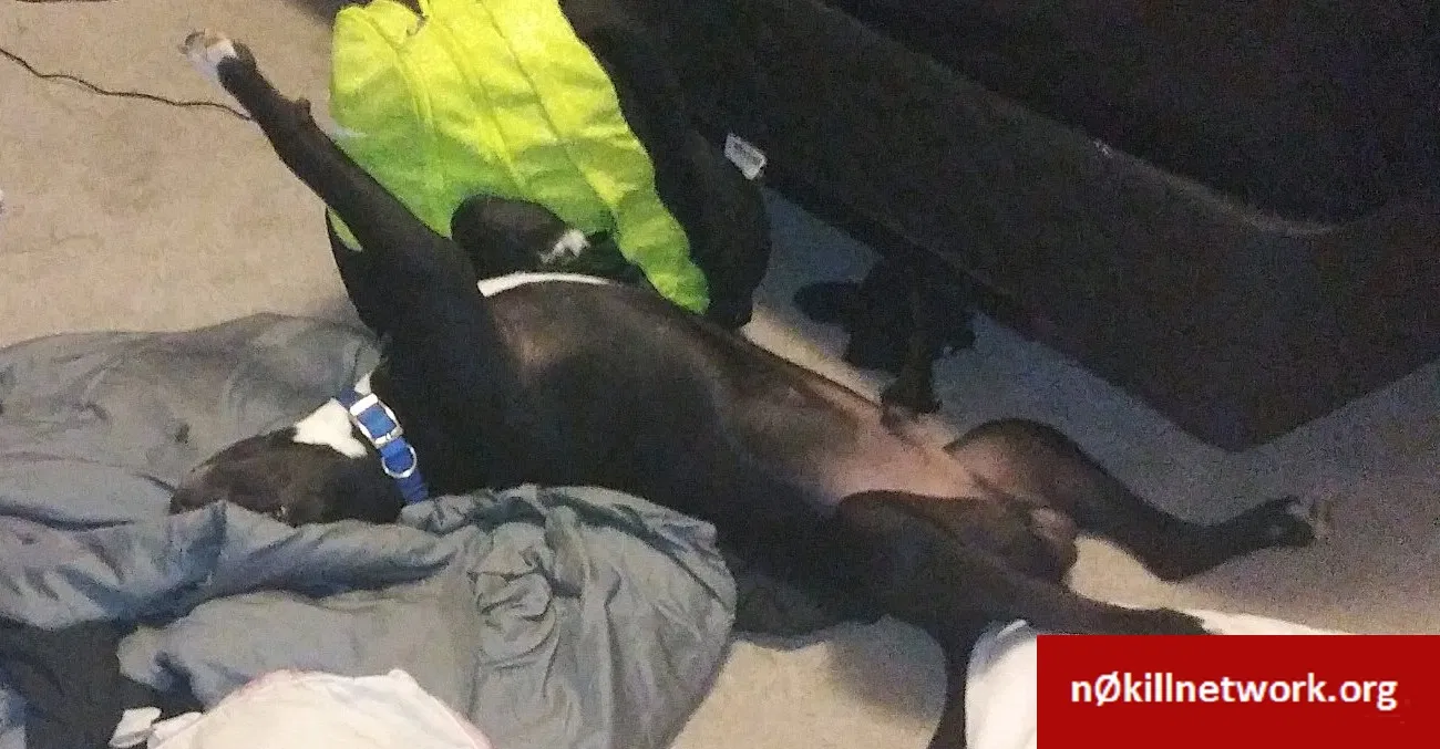 Lost dog in Fayetteville, NC, 28314