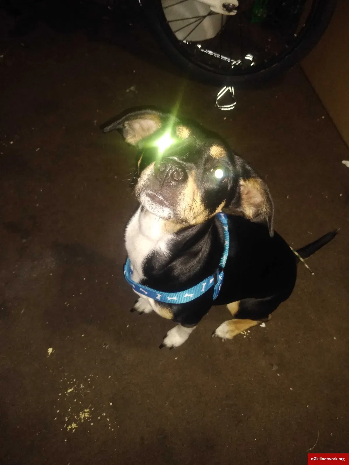 Lost dog in Yakima, WA, 98902