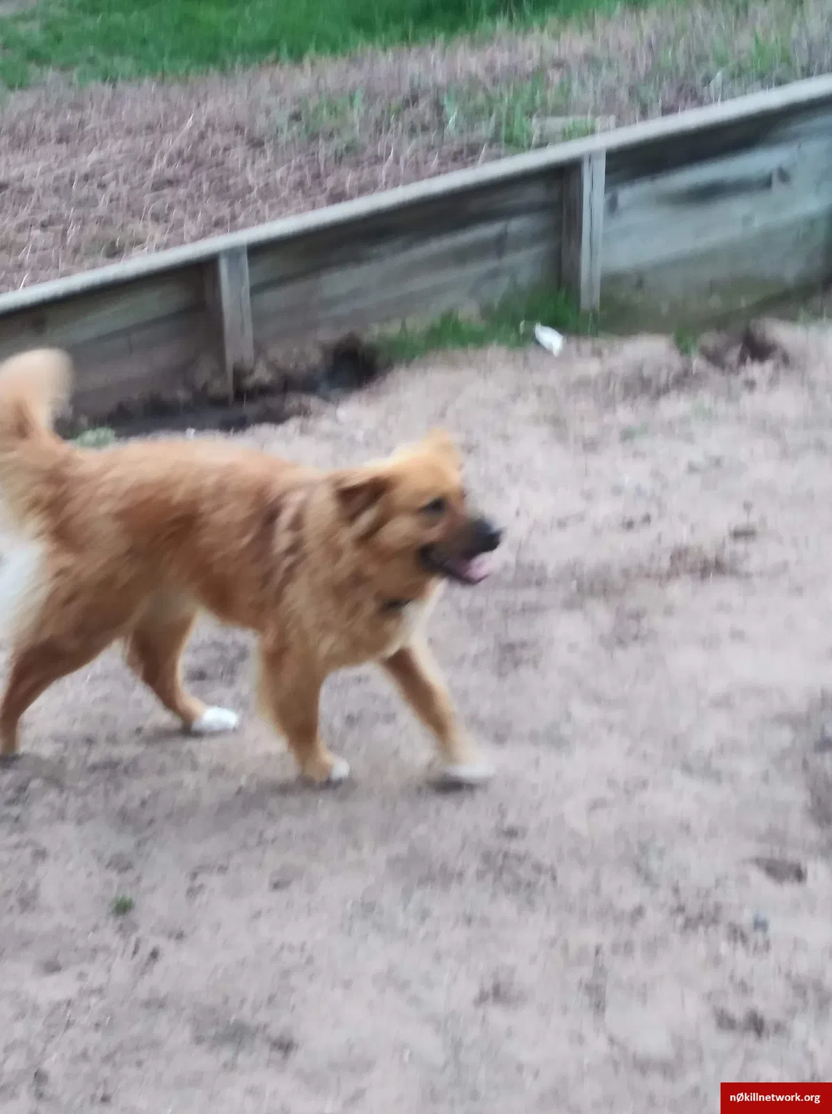 Lost dog in Lake, MI, 48632